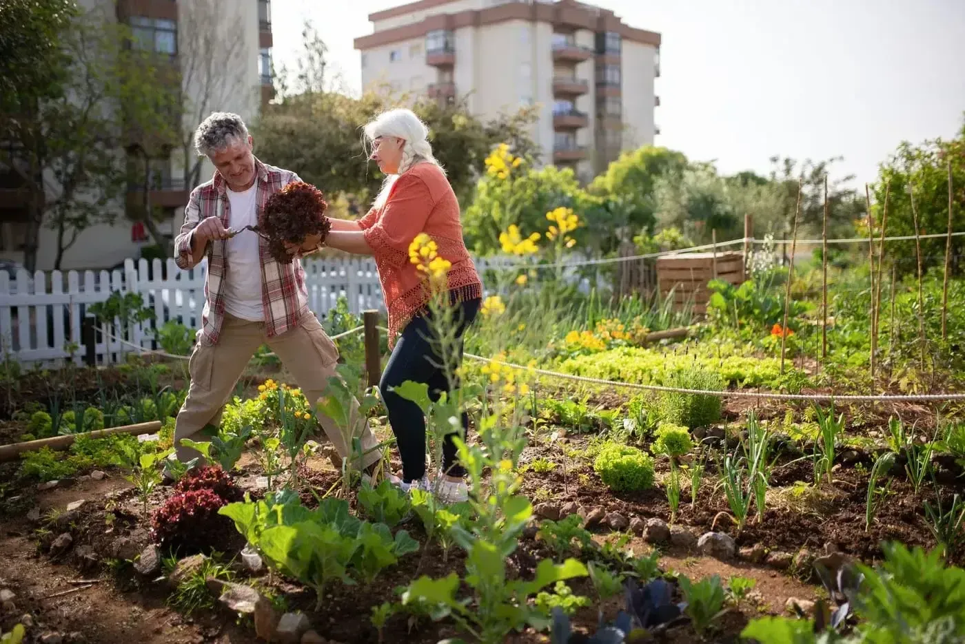 An older couple harvesting vegetables together in their garden.
